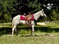 Farasi jike, Quarter Horse — picha 1