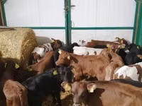 公牛, Cattle — 照片 8