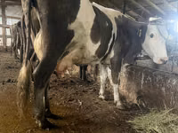 Kuh, Russian Black pied cattle — Foto 1