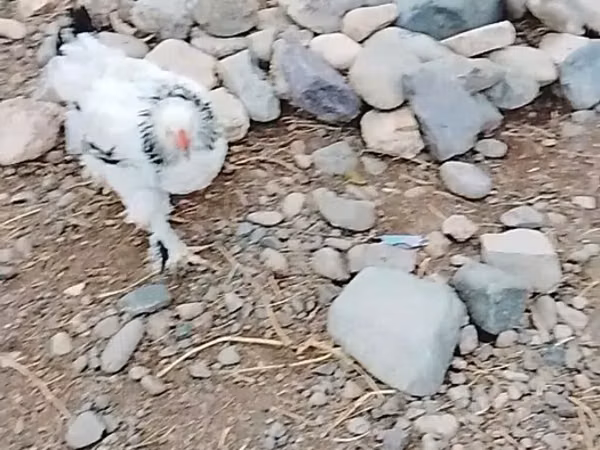 براهما