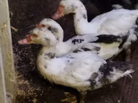 Ducks — 照片 1