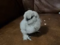 Ayam Cemani — Foto 1