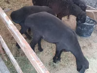 Schafe (Partie, Geschlecht nicht angegeben), Hissar sheep — Foto 4