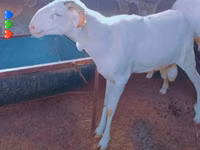 Dume la kondoo, Touabire sheep — picha 2