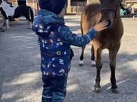 Farasi dume, Welsh Cob — picha 4