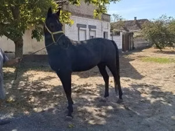 Horse (M), Horses
