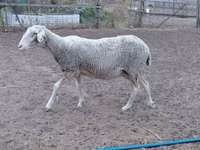 Schaf, Lacaune sheep — Foto 3