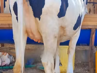 Ng'ombe jike, Banda la Holstein — picha 2