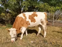 Cow, Hungarian Grey breed — photo 1