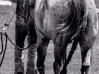 Farasi dume, Quarter Horse — picha 6