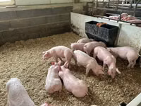 Schweine (Partie, Geschlecht nicht angegeben) — Foto 2