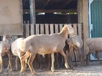 भेड़, Arashan sheep — फ़ोटो 1
