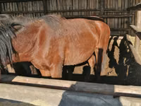 Farasi dume, Kustanai horse — picha 5