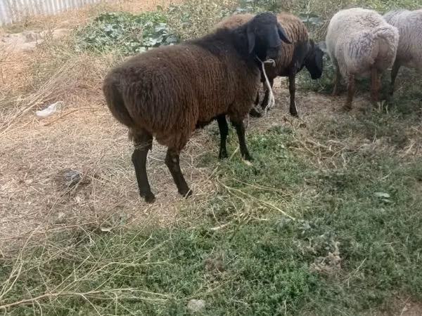 Ram, Rhon sheep
