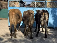 Cow, Cattle — photo 1