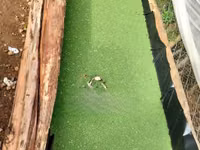 Azolla Seedlings — 照片 2