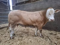Bull, Blonde d’Aquitane cattle — photo 1