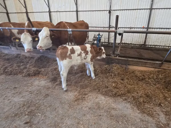 Ng'ombe dume, Simmental cattle