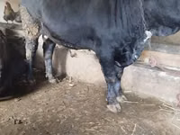 Bull, Aberdeen-Angus — photo 2
