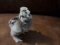 Ayam Cemani — Foto 8