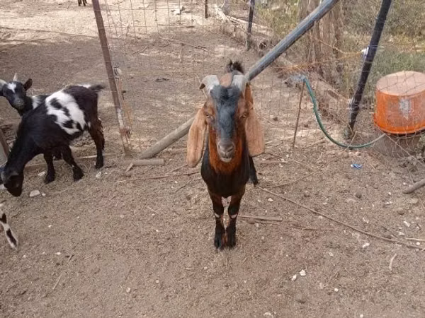 Коза, Козлы