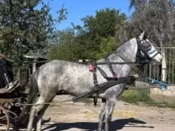 Farasi dume, Farasi