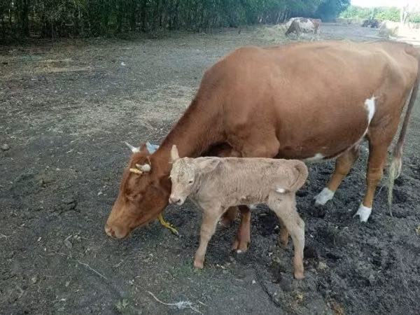 Ng'ombe jike, Simmental cattle