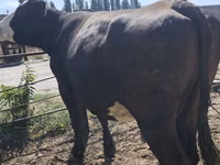 Ng'ombe jike, Russian Black pied cattle — picha 7