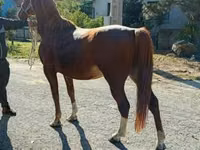 Caballo, Caballos — foto 2