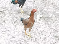 Silverudd Blue — foto 5