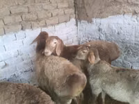 Dume la kondoo, Rhon sheep — picha 2