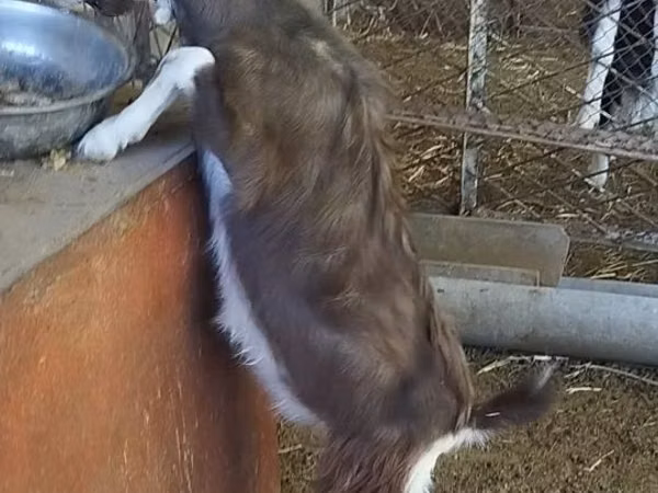 تيس, Toggenburg goat