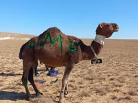 Ngamia dume, Arvana camel — picha 1