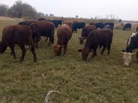 Bulle, Swiss cattle — Foto 3