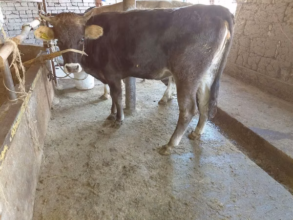 Vaca, Russian Black pied cattle