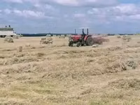 Bhoma Rhodes Hay & Seeds, Lucerne Hay & Seeds, Baled Full Corn Silage — फ़ोटो 4