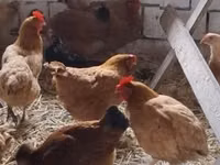 Chickens — 照片 1