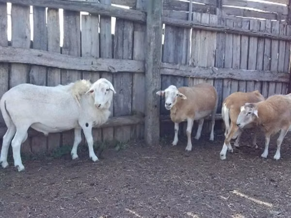 Carnero, Katum sheep