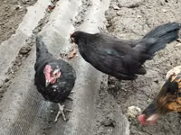Chickens — foto 5