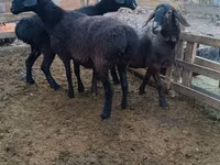 Dume la kondoo, Edilbay sheep — picha 2