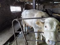 Toro, Vaca roja sin cuernos — foto 6