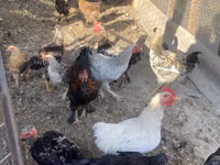 Chickens — फ़ोटो 3