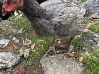 Guinea fowl — फ़ोटो 1