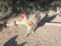 Chickens — picha 6
