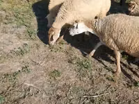 Sheep, Karabakh sheep — photo 8