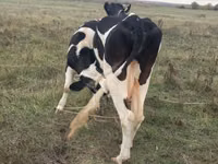 Kuh, Russian Black pied cattle — Foto 2