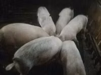सूअर (लॉट, लिंग निर्दिष्ट नहीं) — फ़ोटो 3