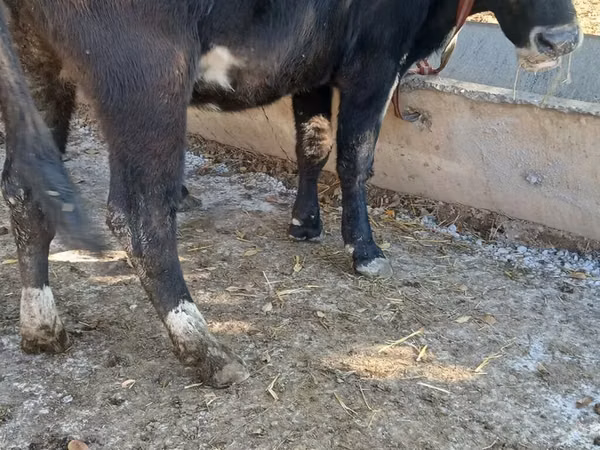 Ng'ombe jike, Ala-Tau breed