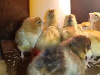 Chickens — photo 3
