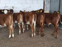 गाय, गोलस्टीन नस्ल — फ़ोटो 4